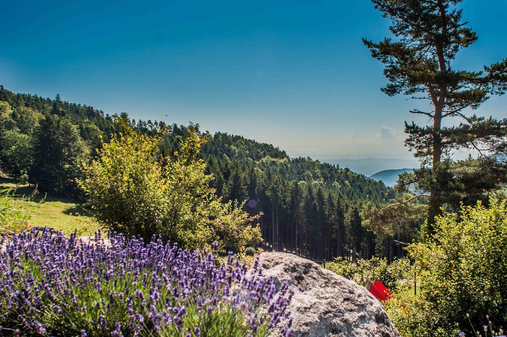 Les Gites D'Adelspach Gites & Spa En Alsace Aubure Bagian luar foto